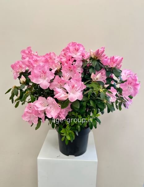 Pianta di azalea