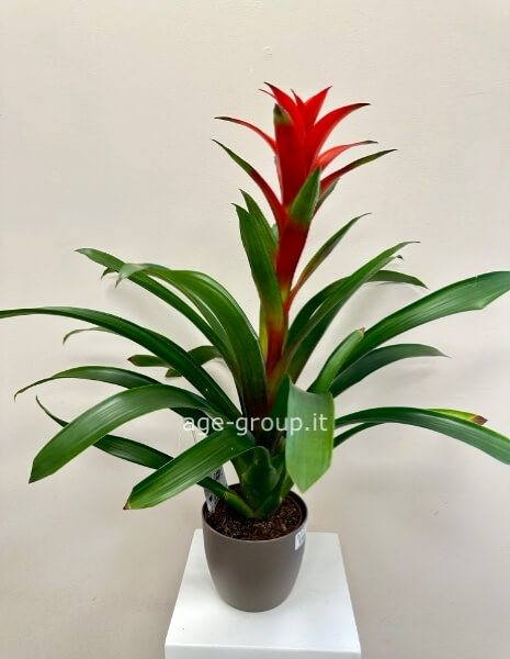 Pianta di guzmania. Il prezzo è senza vaso.