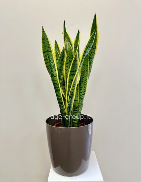 Pianta di sansevieria h. 45