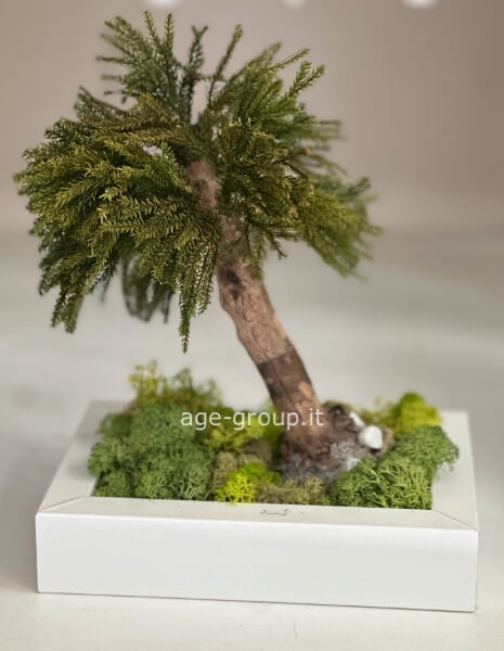 Bonsai stabilizzato 