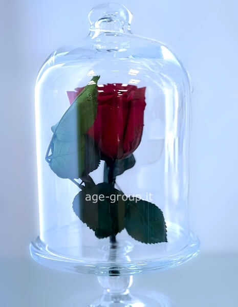 Rosa Incantata Stabilizzata