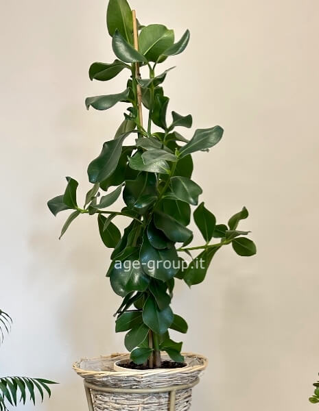 Rosea closea