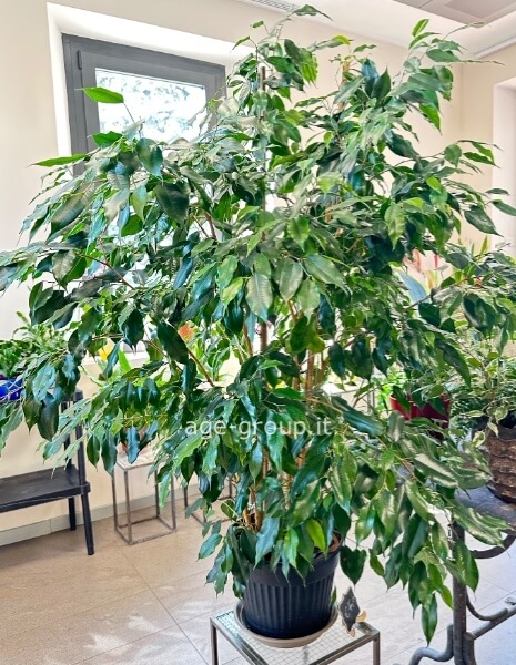 Ficus Benjamin