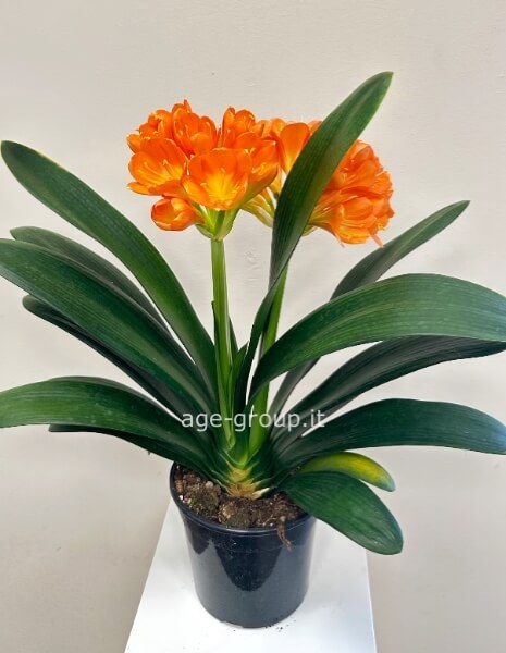 Clivia miniata