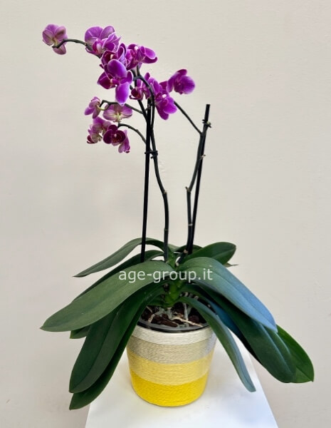 Mini Orchidea Palenopsis