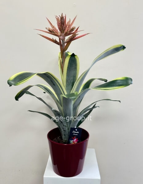 Ecmea  “pepita Flames “ 