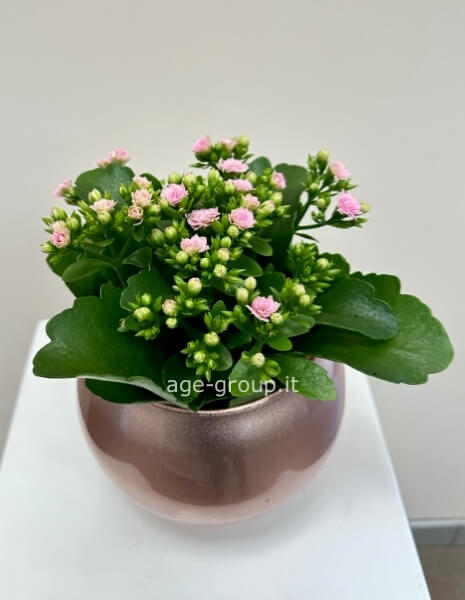Calancola