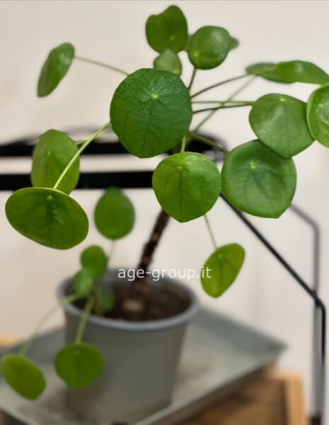 Pilea : la pianta dei soldi 