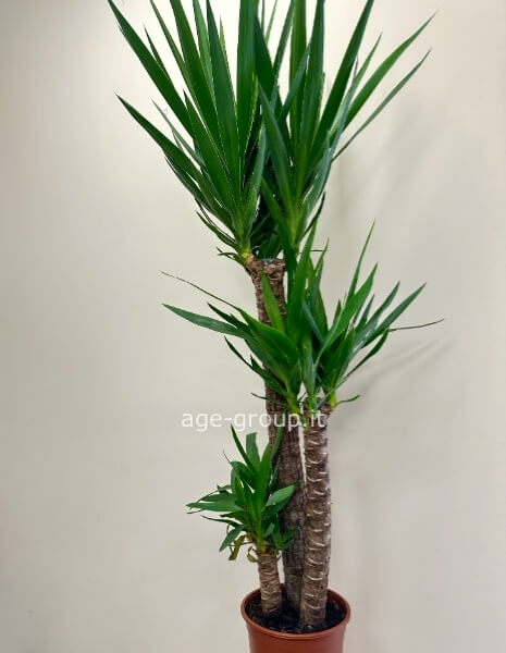 Yucca - troncherò della felicità 