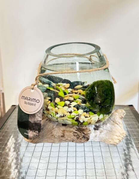 Marimo - Alga Palla