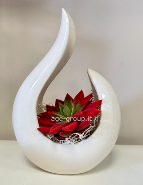 Echeveria colorata con vaso contenitore