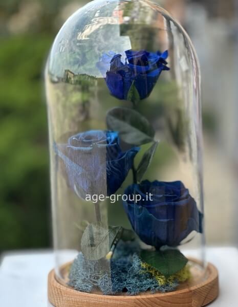 Rosa stabilizzata con cupola