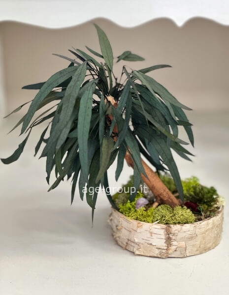 Bonsai stabilizzato con muschio e eucalipto