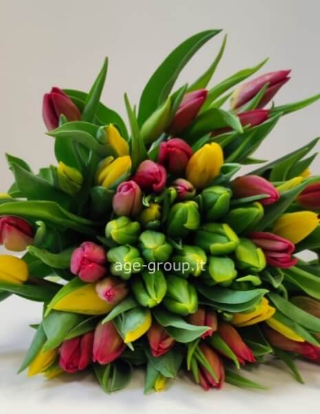 Bouquet fiori misti tulipani, fresie e fiori misti - Consegna di Fiori a Domicilio a Napoli Bouquet fiori misti tulipani, fresie e fiori misti - Consegna di Fiori a Domicilio a Napoli