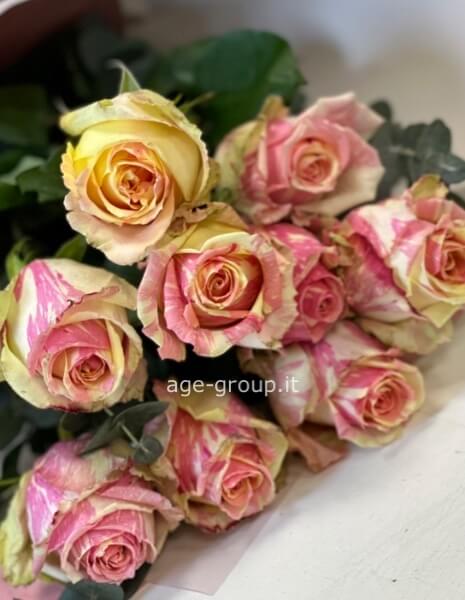 Rose striate a stelo