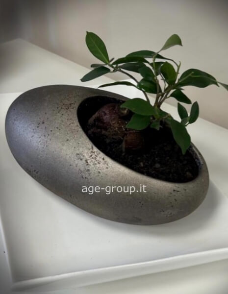 Bonsai in vaso