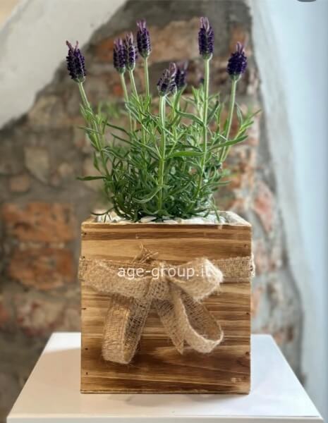 Vaso ornamentale con piantina a scelta 