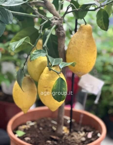 Pianta di limoni 