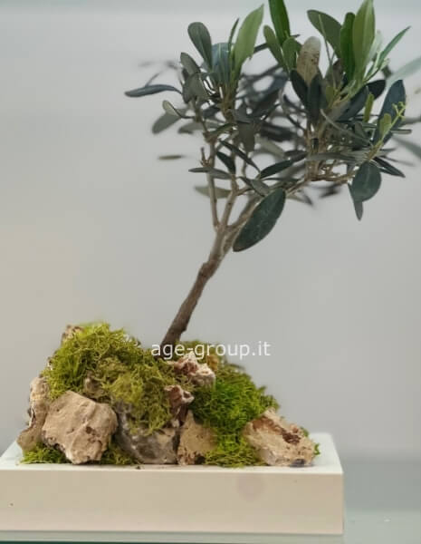 Bonsai di ulivo