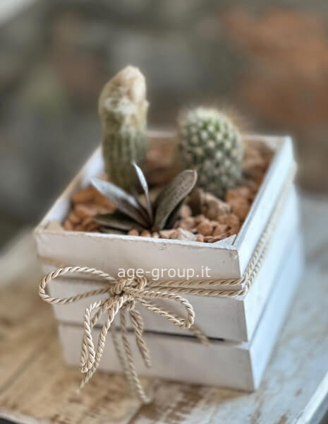 Mini centrotavola di cactus