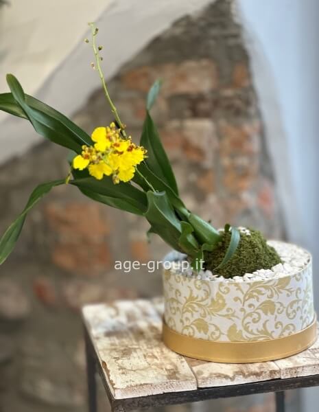 Orchidea kokedama in scatola