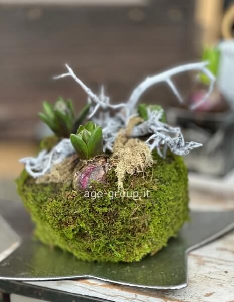 Kokedama giacinti